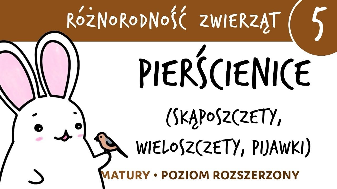 Różnorodność zwierząt 5 🐸 Pierścienice (skąposzczety, wieloszczety, pijawki) - matura z biologii