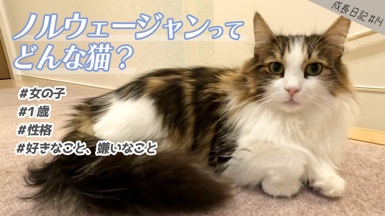 ノルウェージャンの性格まとめ！うみちゃんの場合は…？