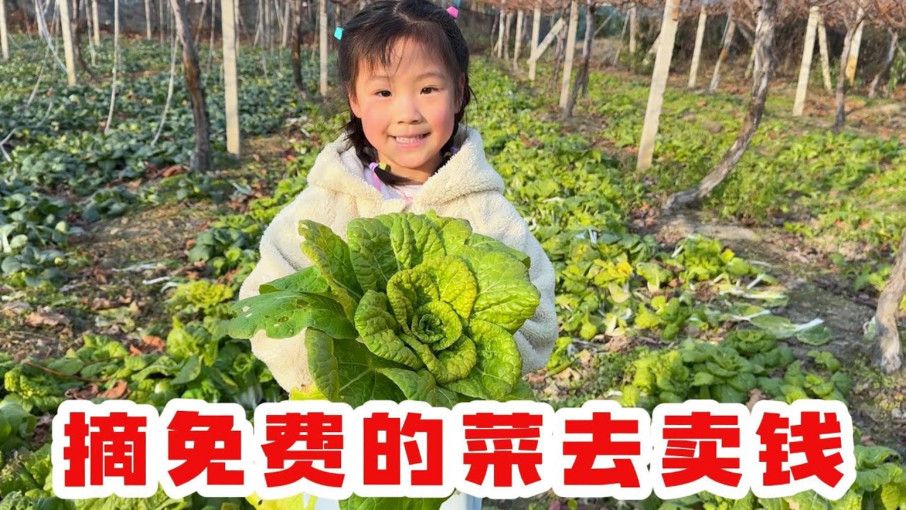 带欣欣月月摘免费的青菜，摆摊卖青菜