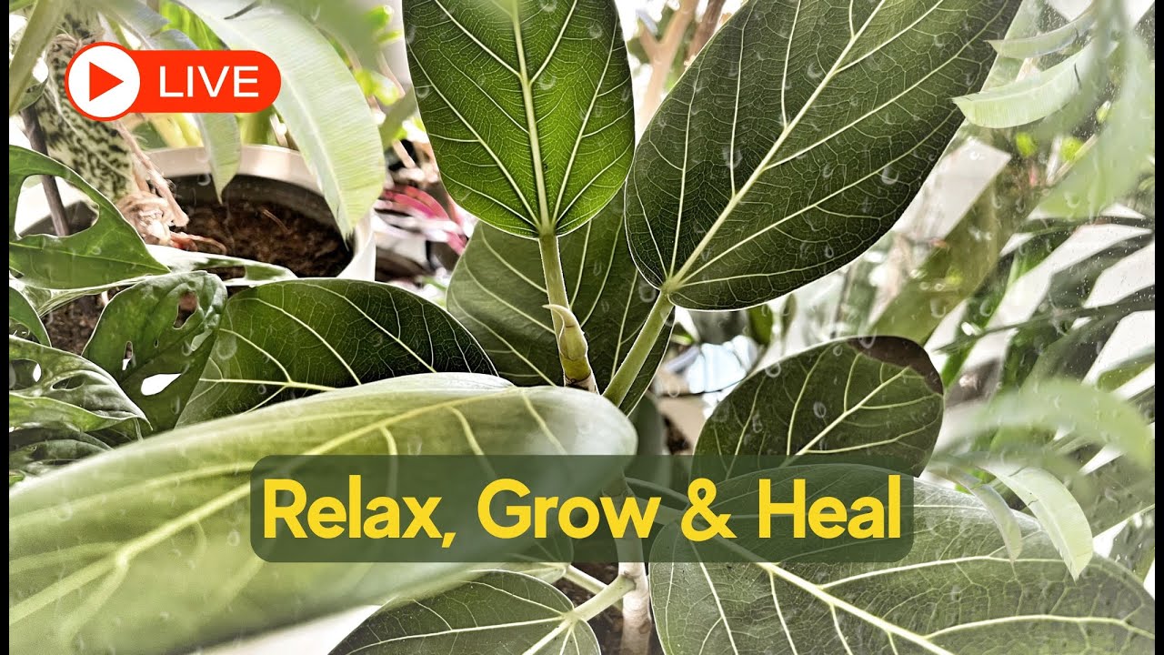🔴 LIVE 🌱 Music to Stimulate Plant Growth & Relax Your Mind &ndash; Relax, Grow & Heal Together