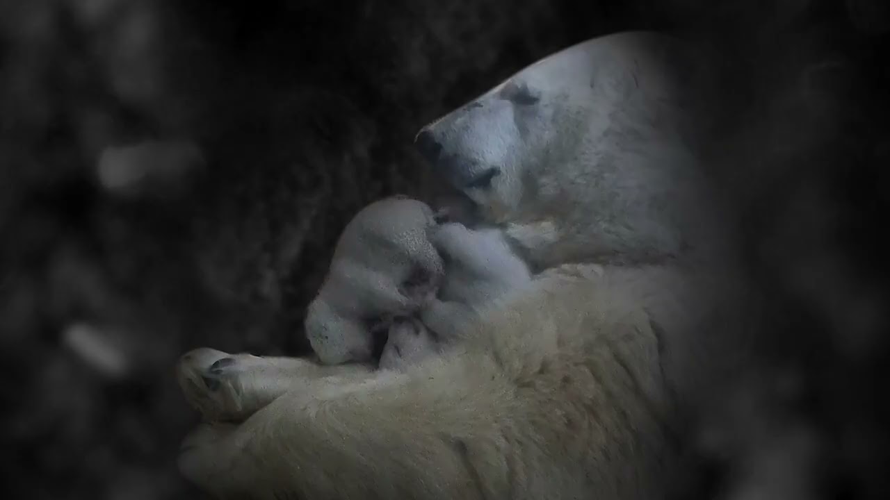 Polar Bear Moms and Cubs: In the Den