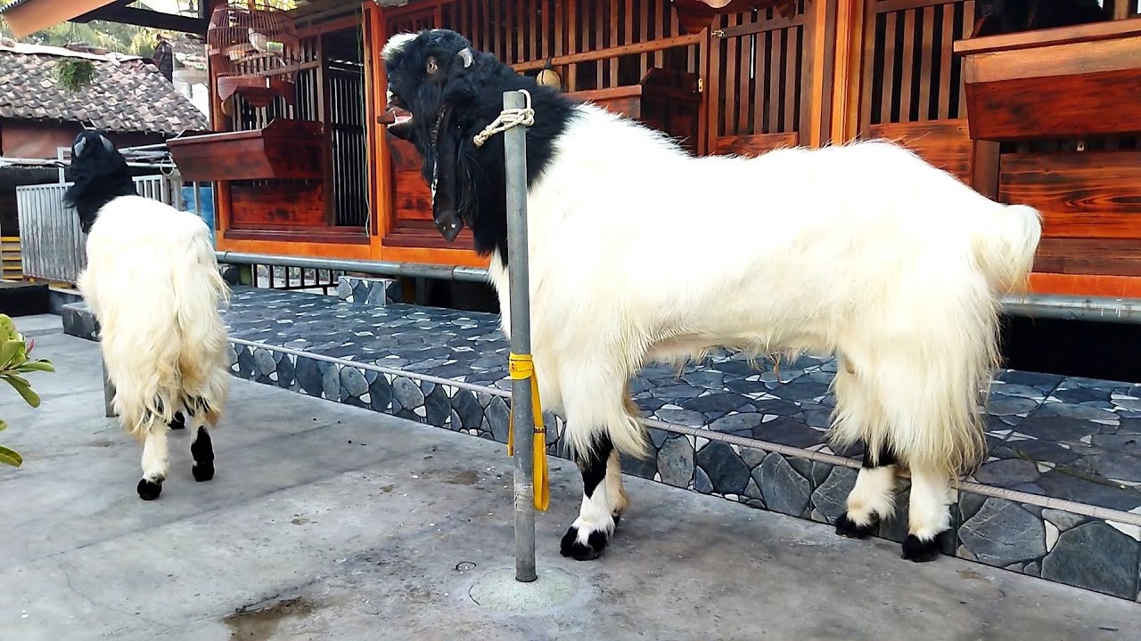 Kambing etawa super besar di kandang Fufux Griya Etawa | Sahabat sapi dolan kandang