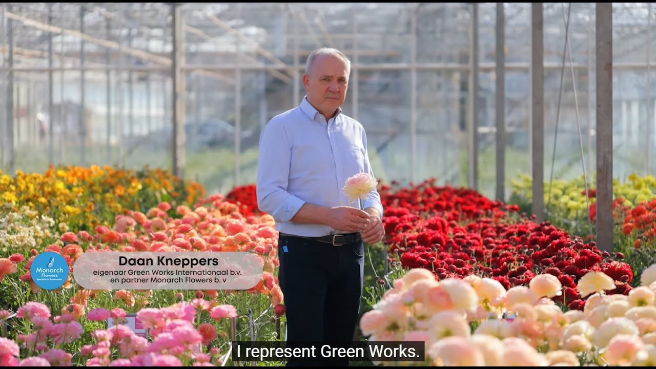 Our beautiful Ranunculus in the spotlights