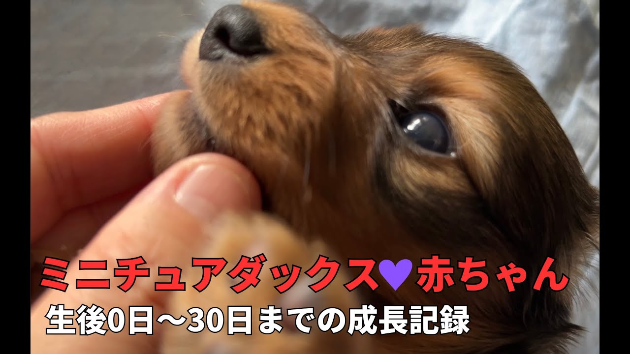 【生まれたて子犬】生後0日から生後30日までのミニチュアダックス赤ちゃんの可愛い成長記録【生後1カ月】【仔犬】【多頭飼】