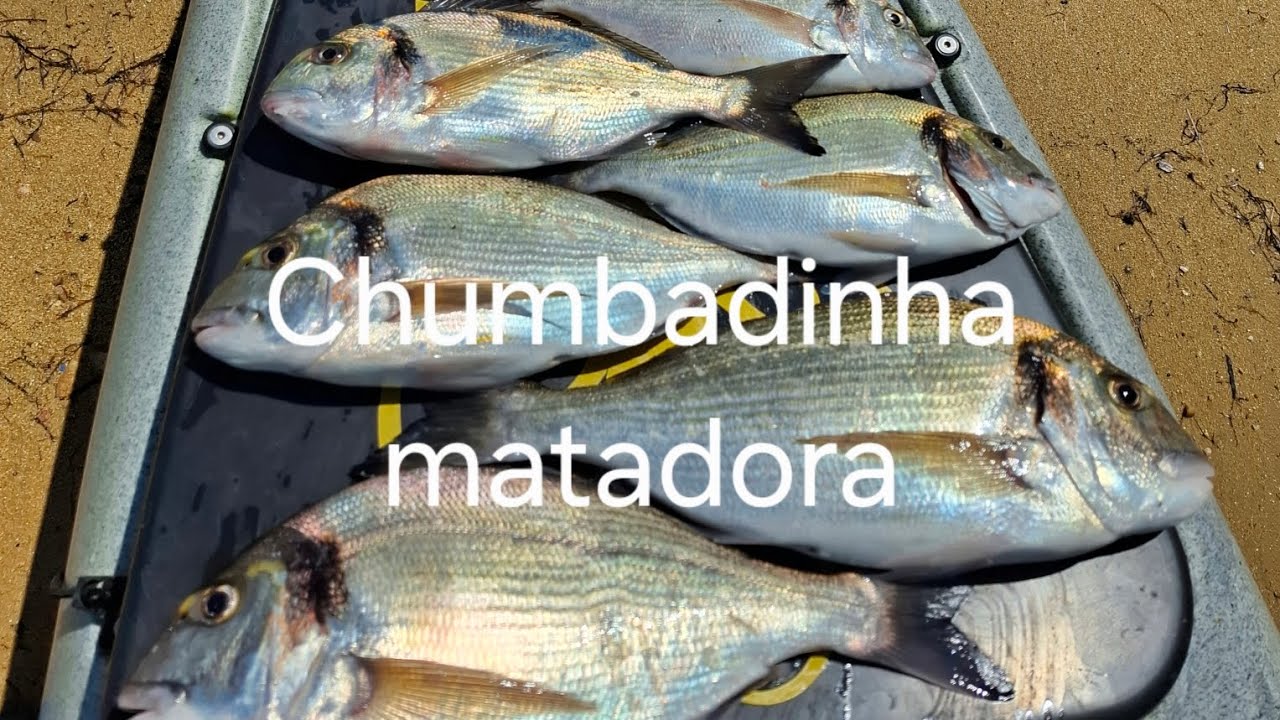 Sparus aurata in the Sado River, Portugal 🇵🇹💥Pesca de douradas no rio Sado 2025