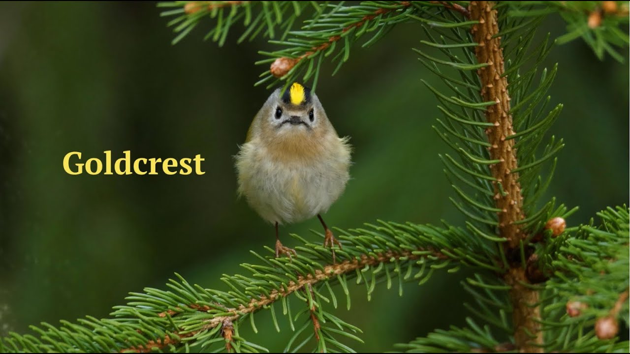 Goldcrest - species highlight