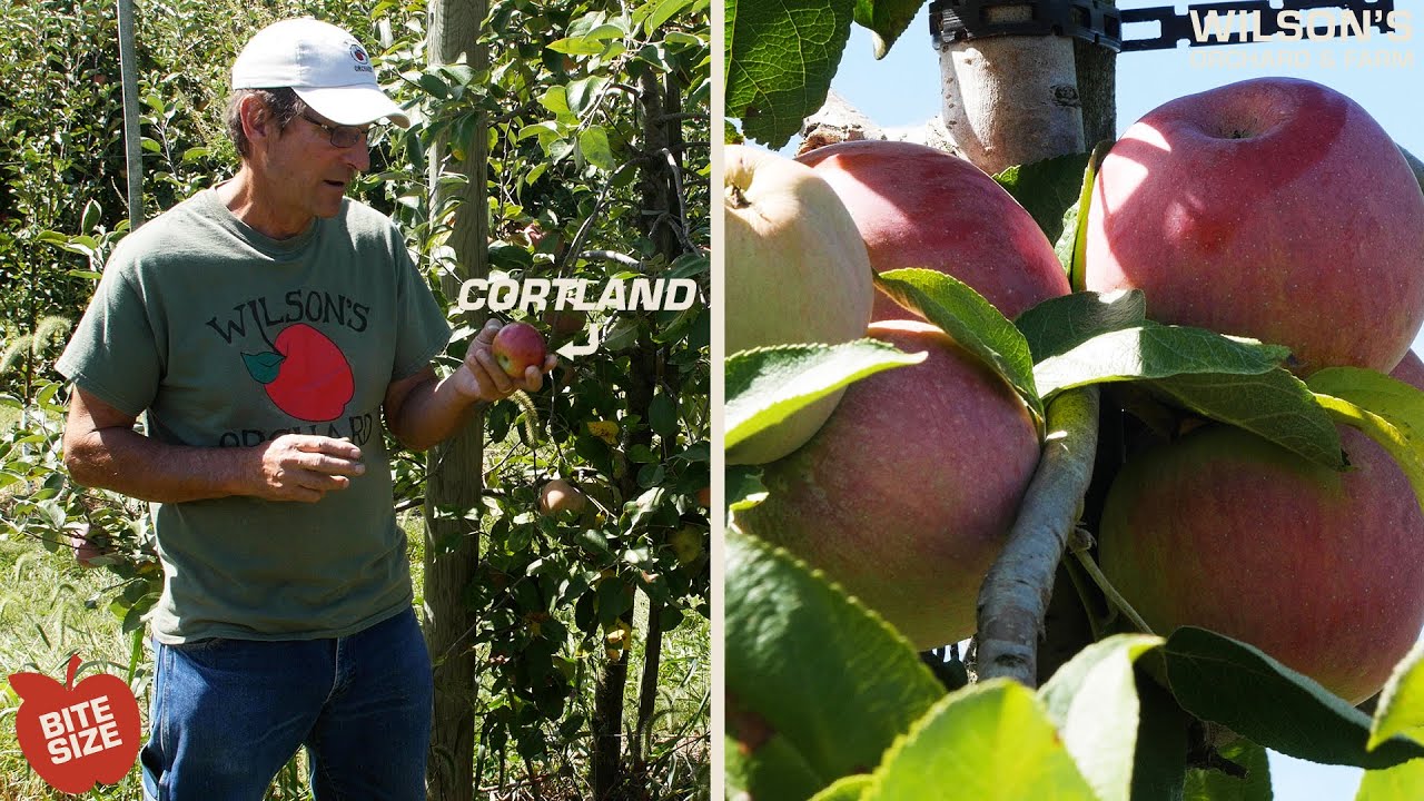 Cortland Apples | Bite Size