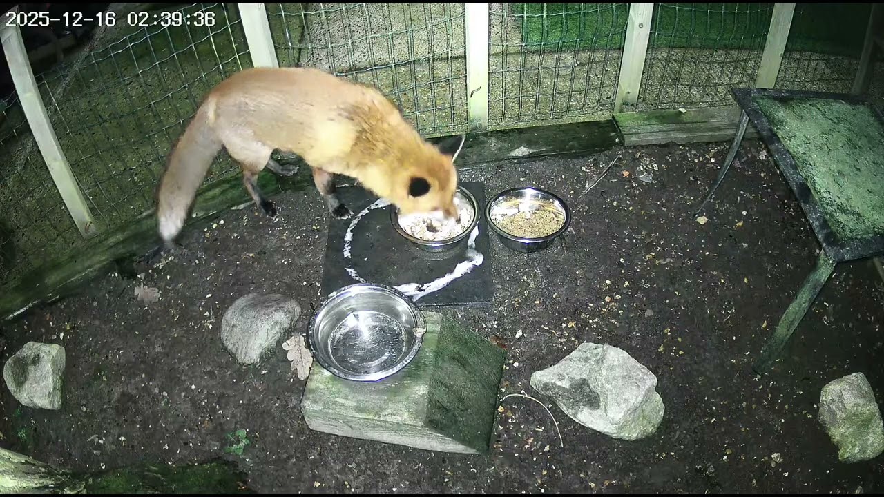 Our Family of Foxes - Pixie has an injury 😓🦊💞