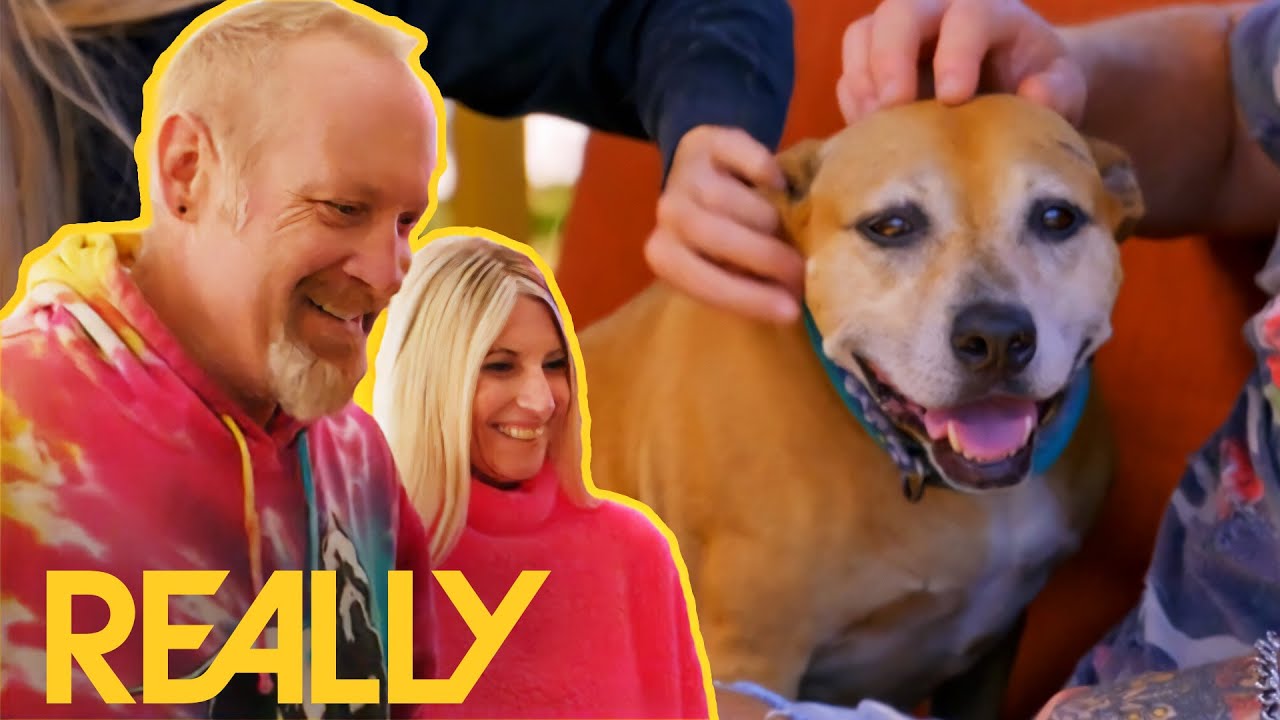 Pit Bull That Was Rescued From Fighting Ring Finds A Loving Home! | Pit Bulls & Parolees