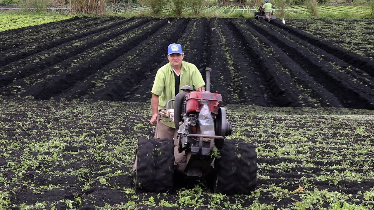 FAZENDO CANTEIRO DE HORTA COM MICRO TRATOR "YANMAR TC14" ENGATANDO MARCHA NO TEMPO