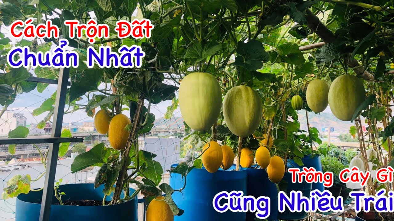 Cách Trộn Đất và Xử Lý Đất Sạch Mầm Bệnh