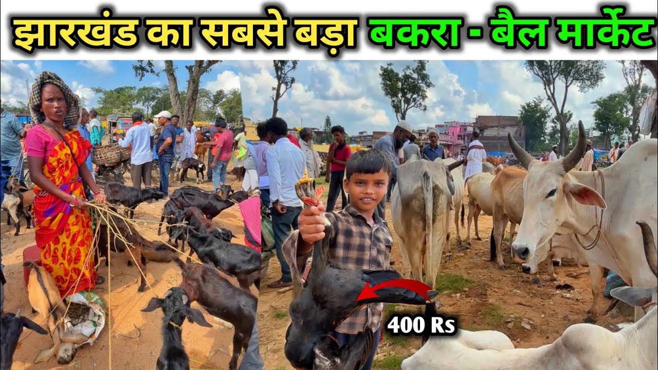 Jharkhand Biggest wholesale Goat and Cow Market | बैल मार्केट 