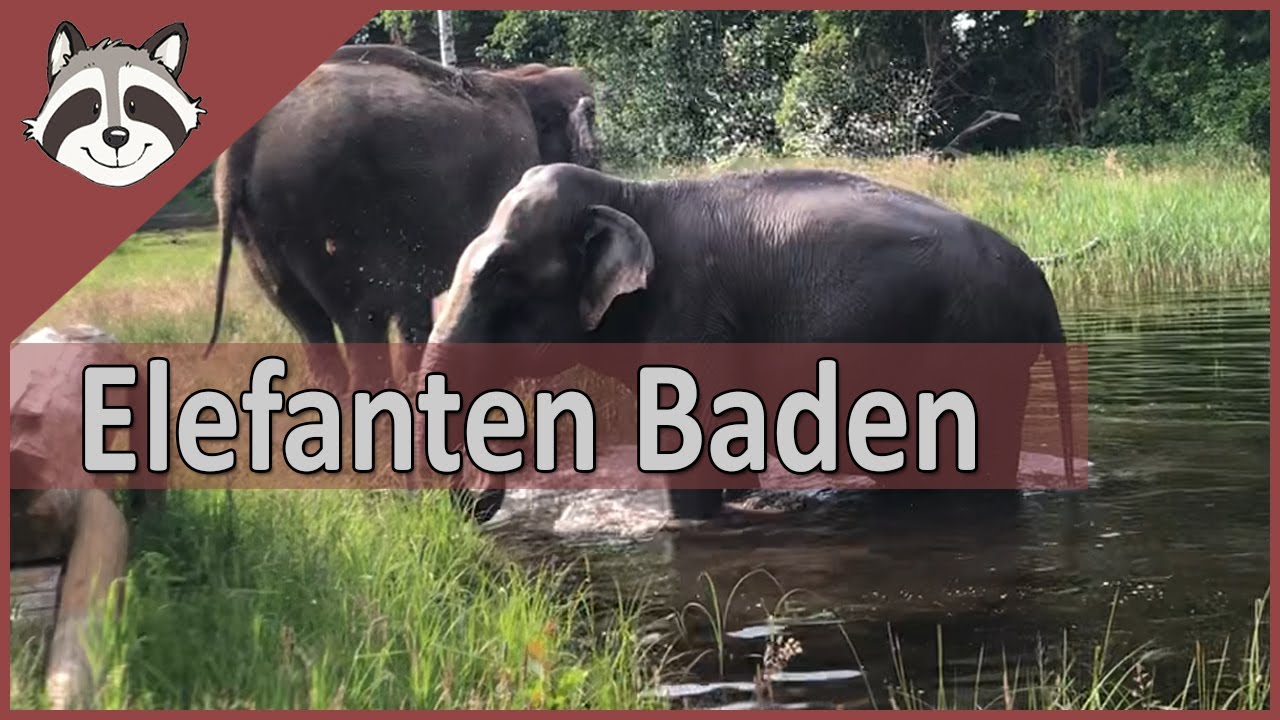 Elefanten baden im Tierpark Ströhen