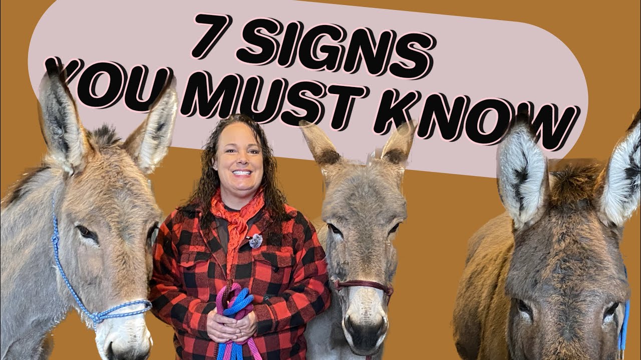 The Mystery of Donkey Communication -BLM Burro