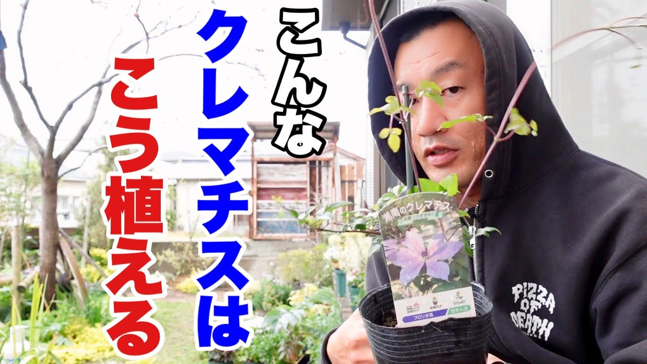 ５月に植えるクレマチス【園芸超人カーメン君】