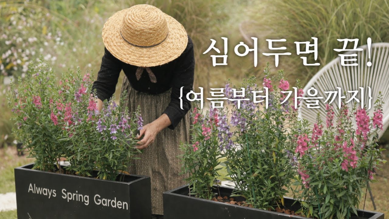 심어두면 계속 핍니다! 정원 초보도 성공하는 노지월동 야생화 & 다년초 같은 일년초 추천(여름~가을)/목수국 가지치기 시기 테스트 결과