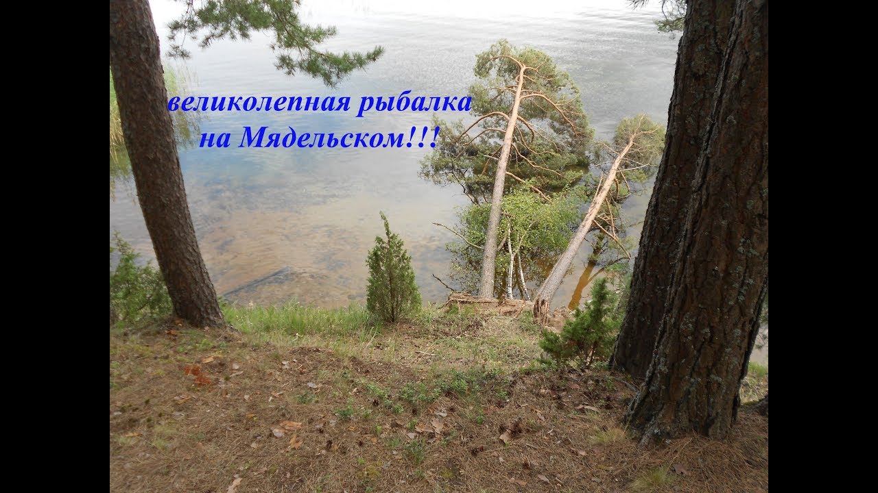 ловля на отводной поводок, на Мядельском озере