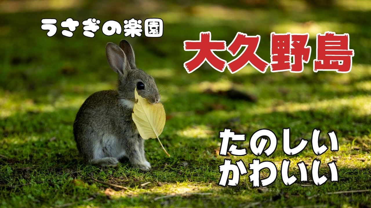 うさぎしかおらん！大久野島で写真撮りまくる旅