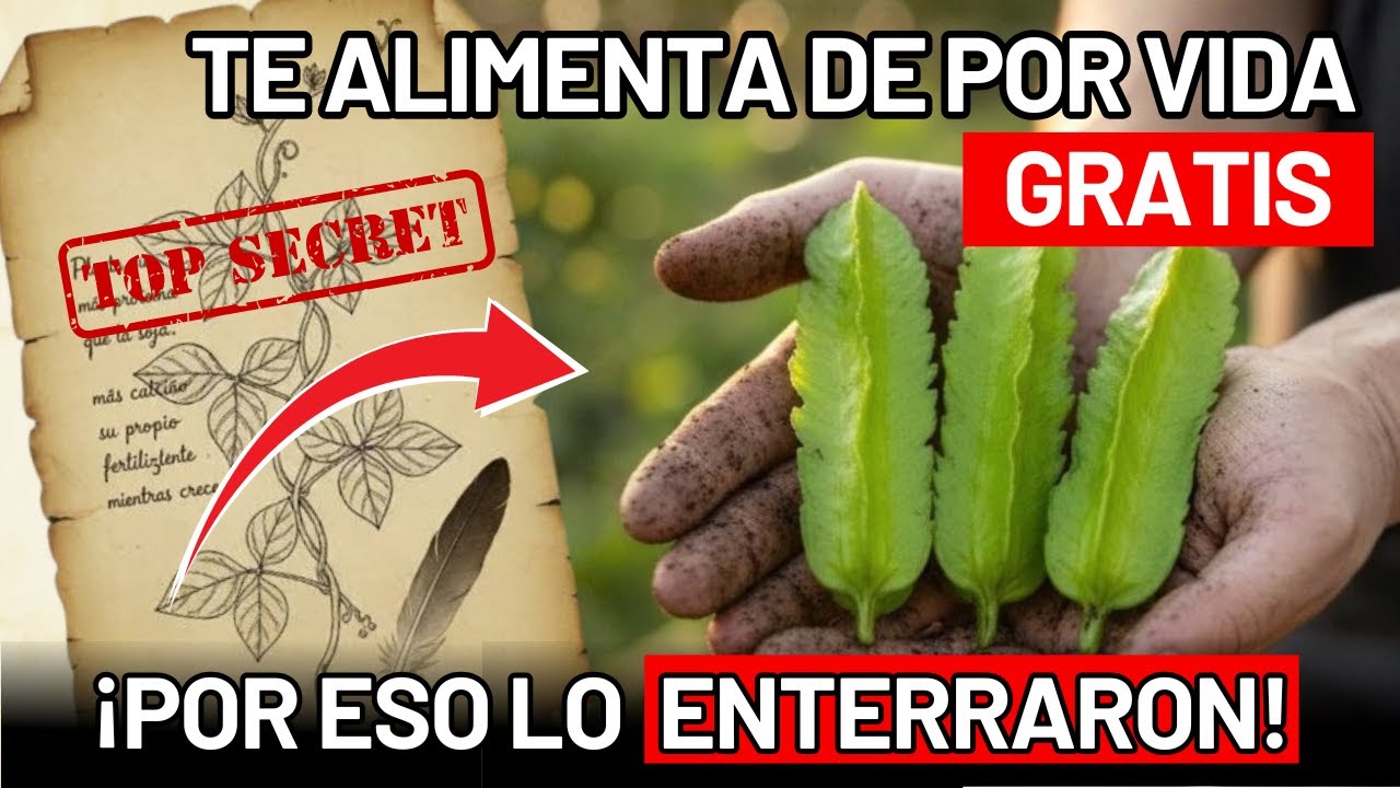Más Proteína Que La Soja, Más Calcio Que La Leche, ¿Por Qué La Enterrarían?