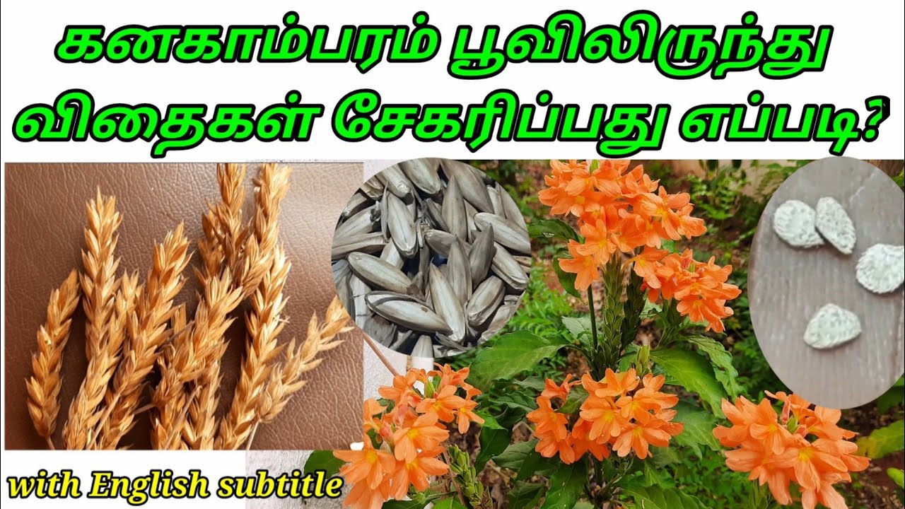 கனகாம்பரம் பூ விதைகள் சேகரிப்பது எப்படி? Crossandra seeds collection Tamil with English subtitle.