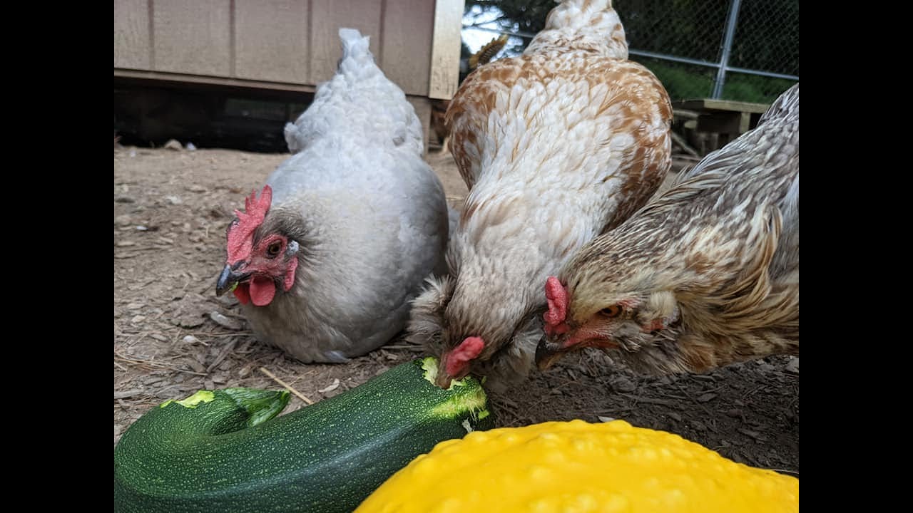 Safe Treats for Chickens (and how to sprout lentils)