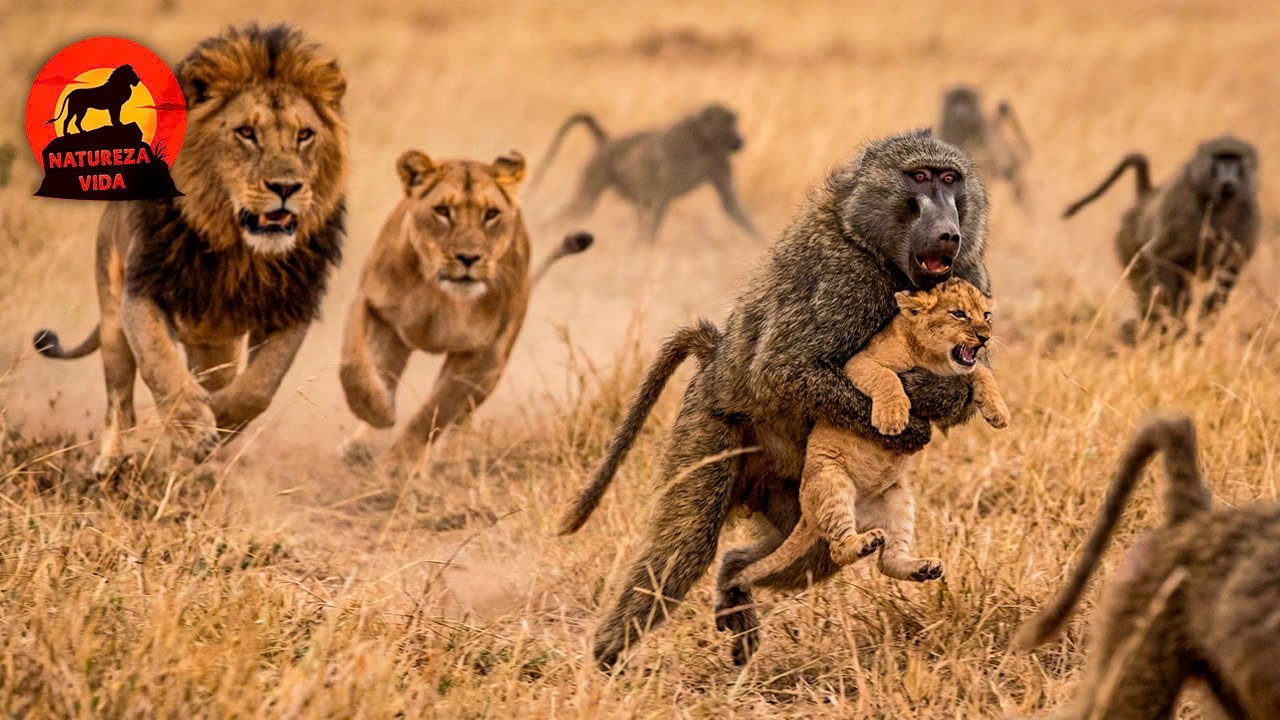 O PRIMATA MAIS MORTAL DO MUNDO | Quando o Babu&iacute;no Vira Predador #animaisselvagens | Natureza Vida
