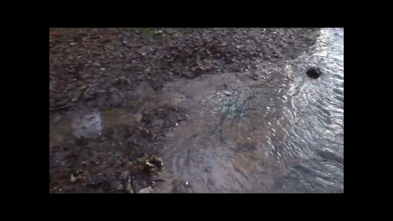 Slaughterhouse Combe Circular Walk, Part II, 'Hodders Combe Fords' by Sheila, November 26th 2024