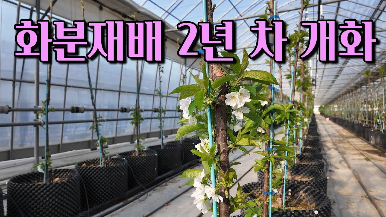 체리나무 에어포트 재배 2년 차 체리꽃이 개화했습니다.