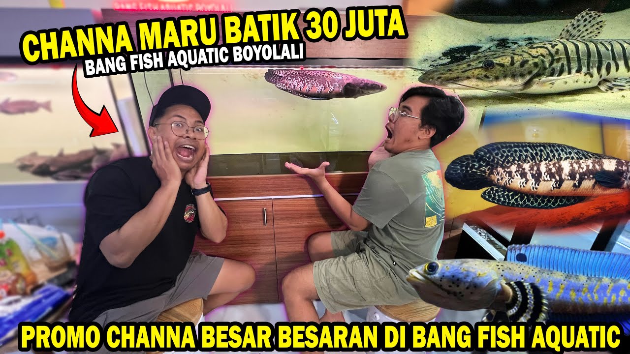 MARU BATIK 30 JUTA? PROMO CHANNA BESAR BESARAN @BANG FISH BOYOLALI