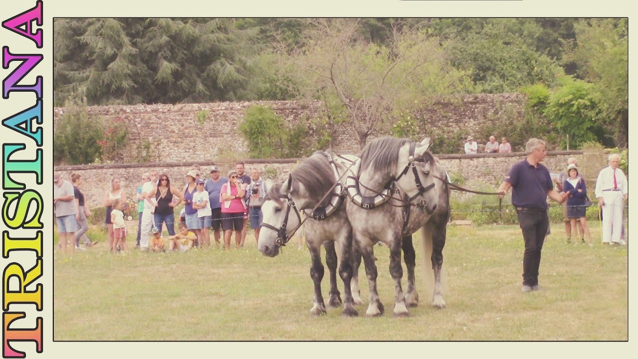 Fête du Percheron à Thiron Gardais en Eure et Loir (28) 🐴