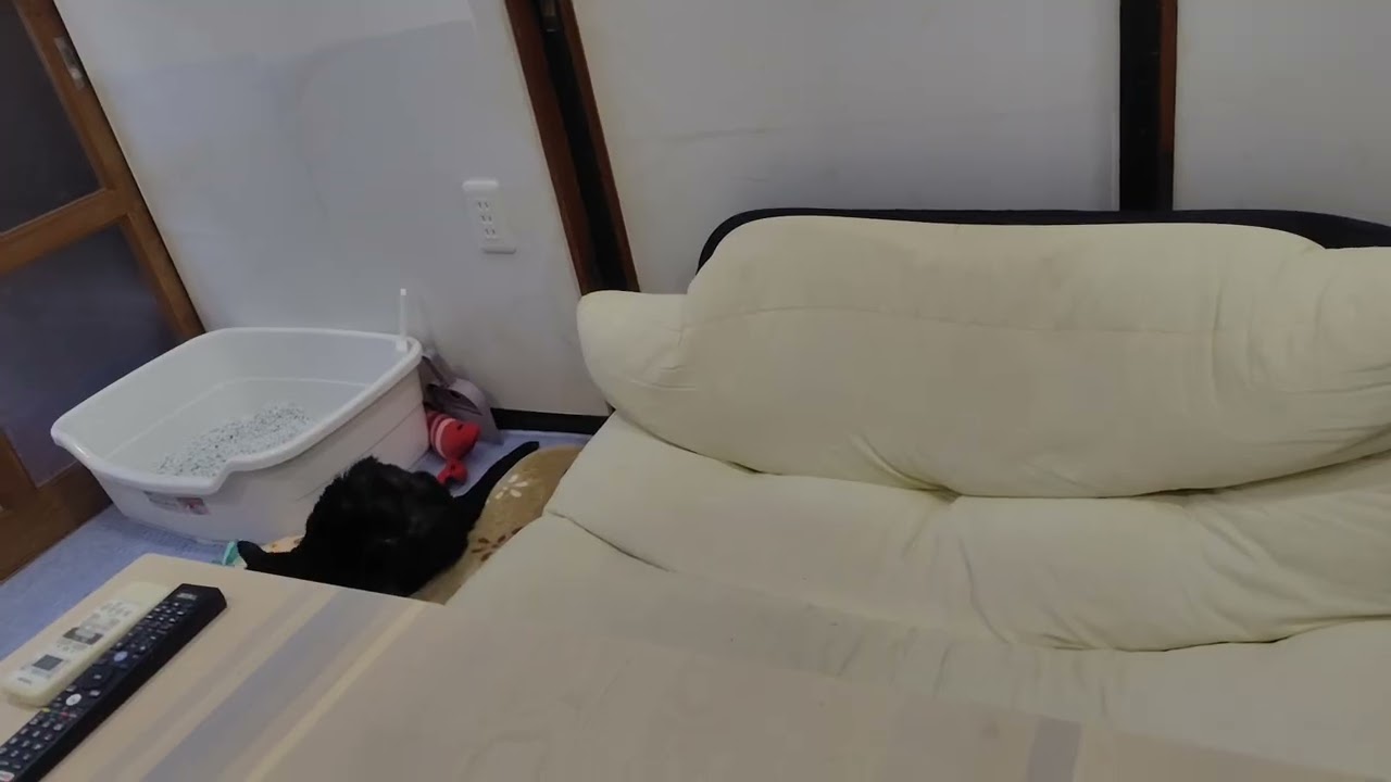 動画20251229 092318こむぎちゃん久々のスリスリゴロゴロ