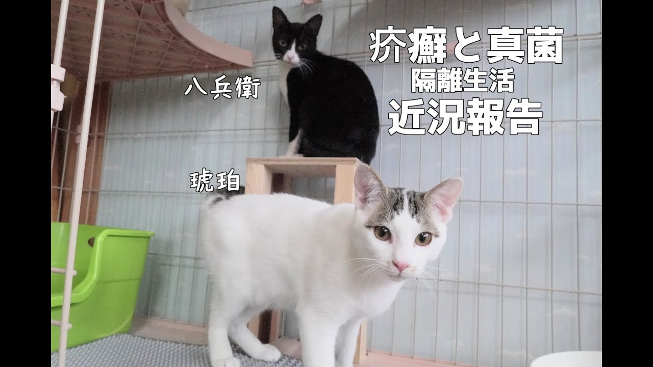 【三毛猫の男の子】同じ時期に保護した２匹の子猫、疥癬・猫カビを克服した琥珀と八兵衛