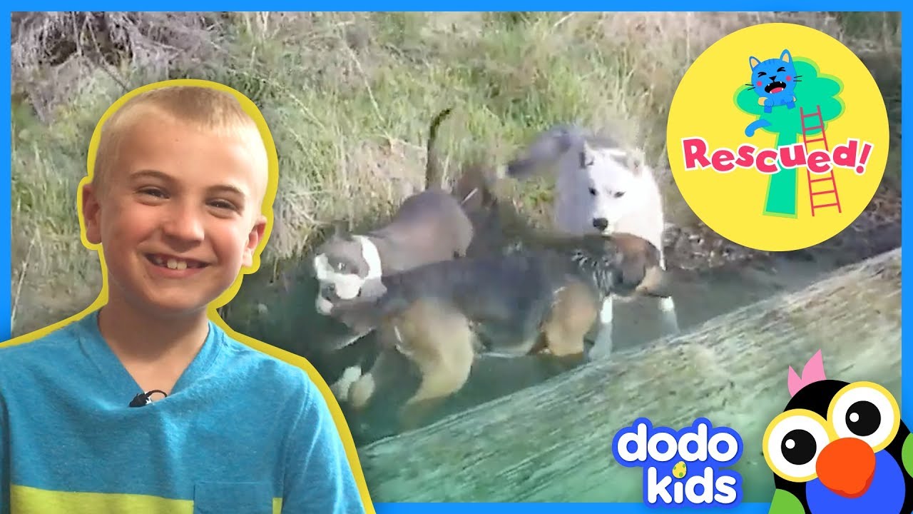 Boys Help Dogs Save Their Friend From Water | Dodo Kids: Rescued!