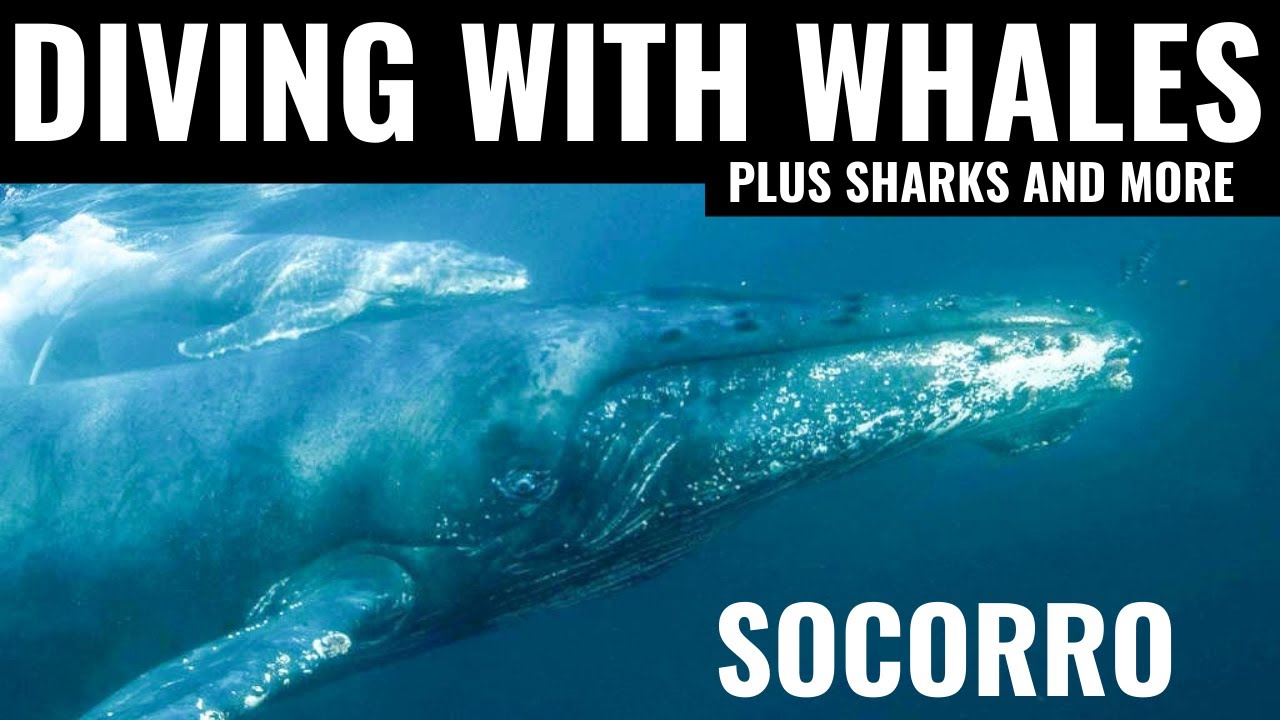 Diving with whales and sharks - Before It Is All Gone | Nature documentary  Socorro /manta ray scuba