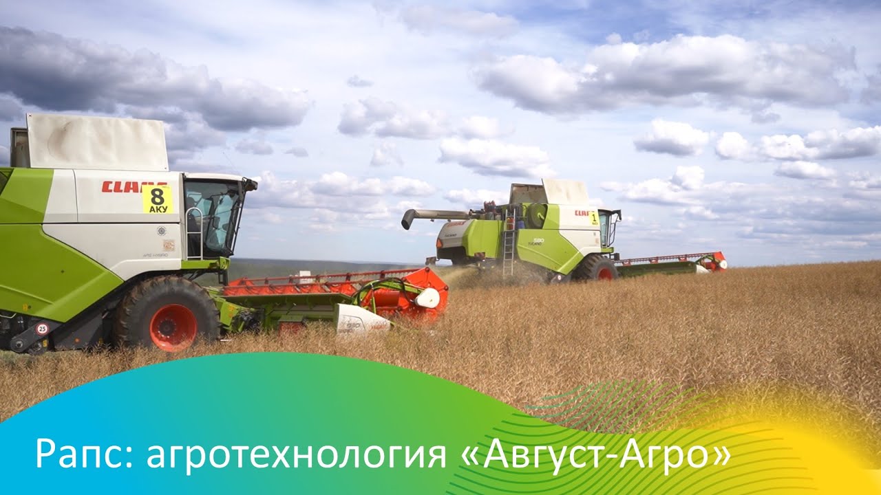 Рапс: агротехнология 