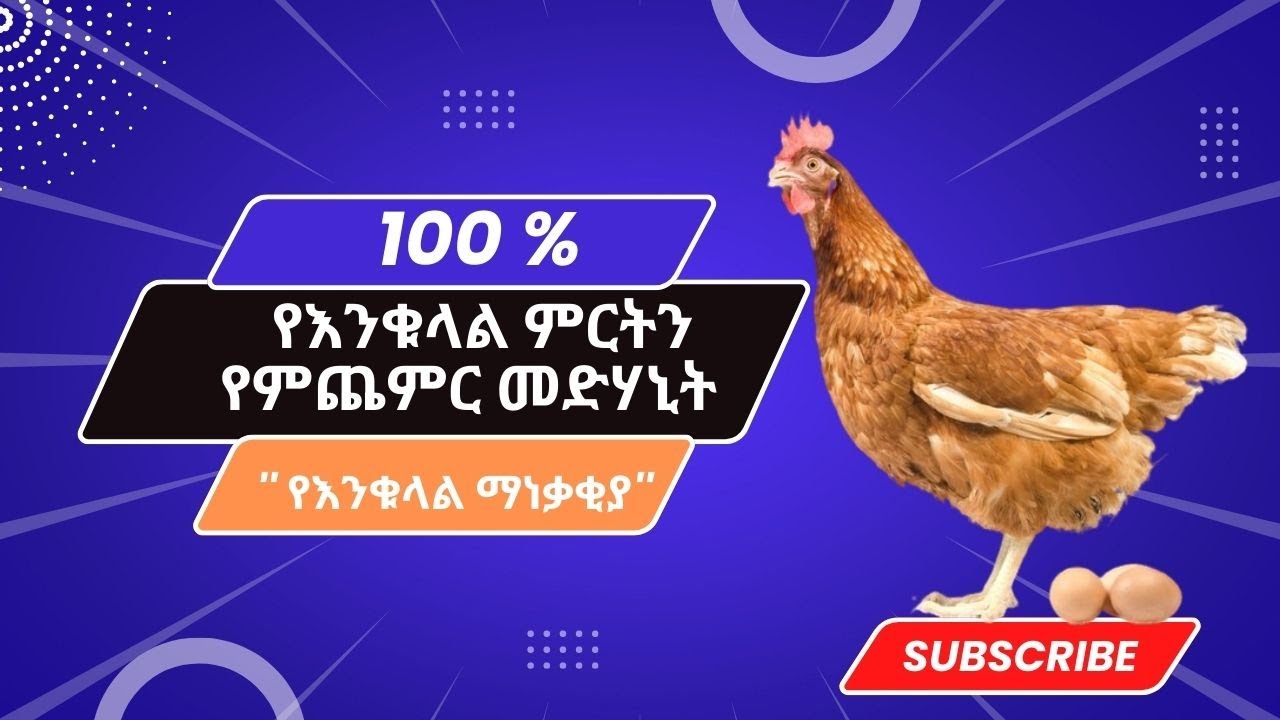 እንቁላል ማነቃቅያ  || Egg Stimulant  #seifufantahun_#ebs_#donkeytube_#abelbirhanu