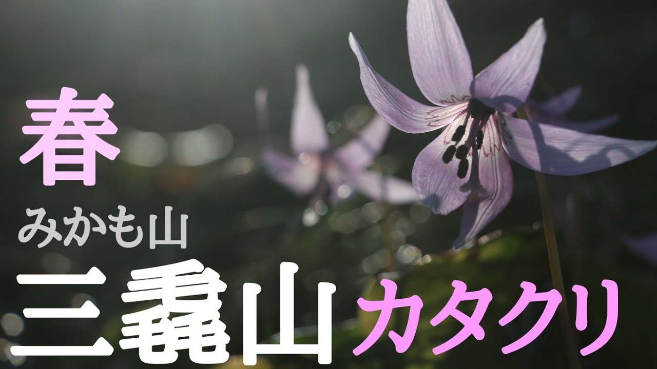 【三毳山(みかも山)】カタクリ7分咲き里山登山