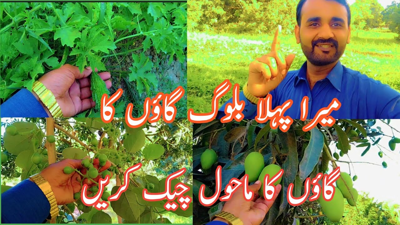 Village ||mahol || dihat ki zingy mahol village life||Malik official 2