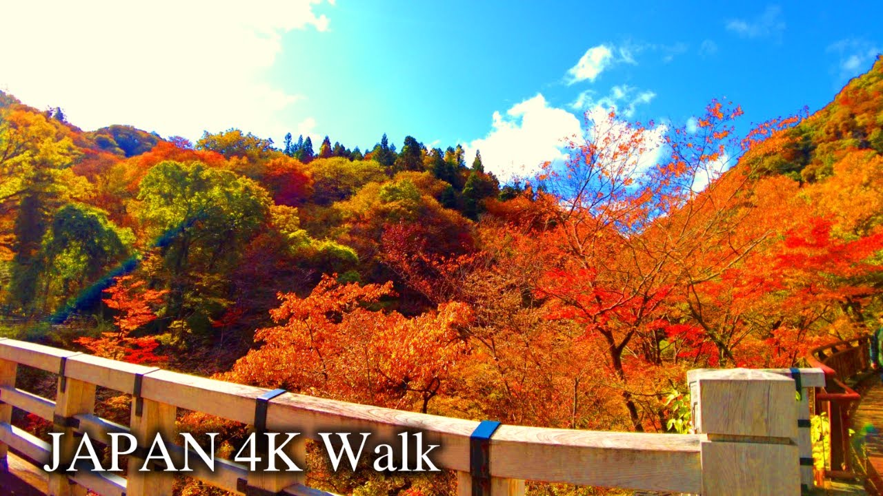 【4K】Japan Walking Tour- Autumn Leaves Hiking at Agatsuma Gorge