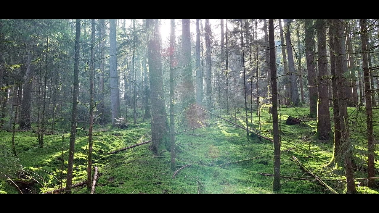 1 Hour Deep Forest Meditation Music 🌿 Relaxing Nature Ambience for Sleep, Study & Inner Peace