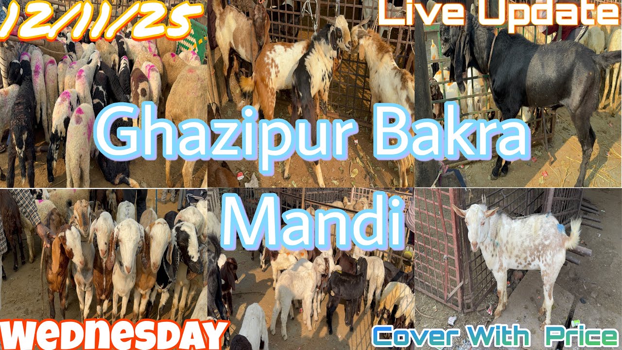 Ghazipur Bakra Mandi Live Update 12/11/2025 DELHI 