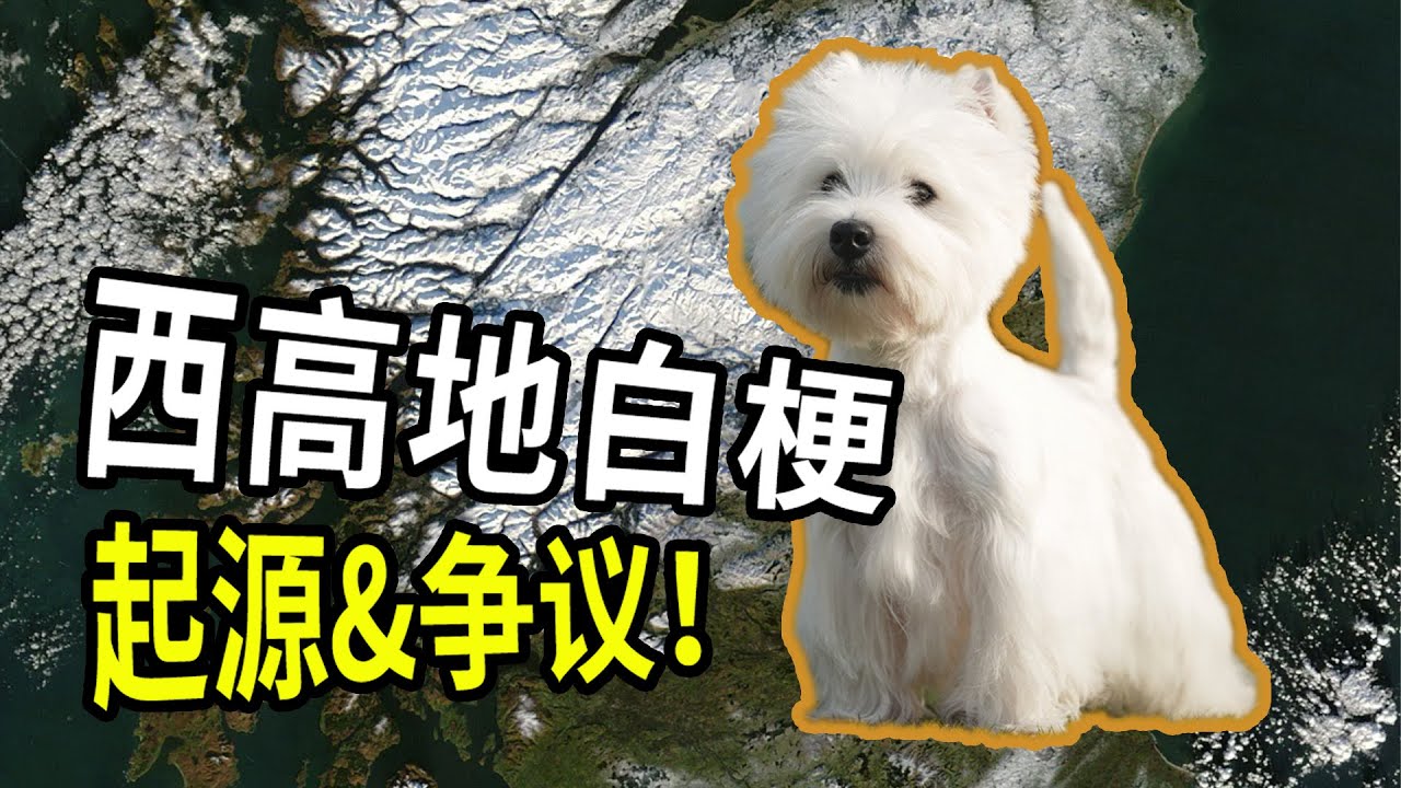 你想知道的西高地情报都在这里-吕小铭的犬种故事第七期
