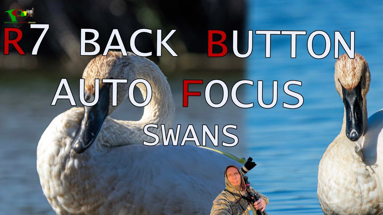 Canon R7 Back Button Auto Focus Swans