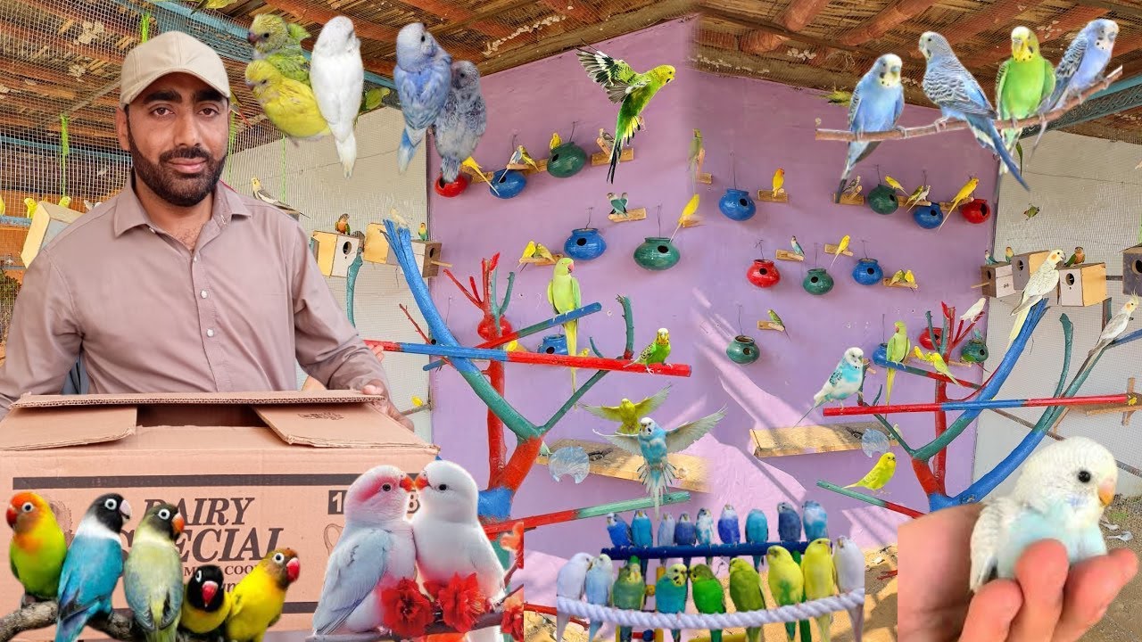 Baby Budgies Ko Aviary Main Azad Chor Dia 🥰 Biggest Aviary 😱