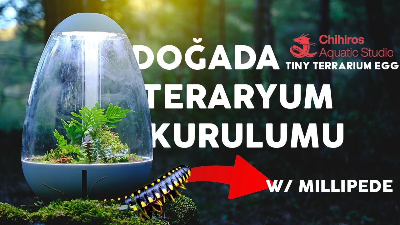 Doğada Teraryum Kurulumu - Chihiros Tiny Egg Terrarium