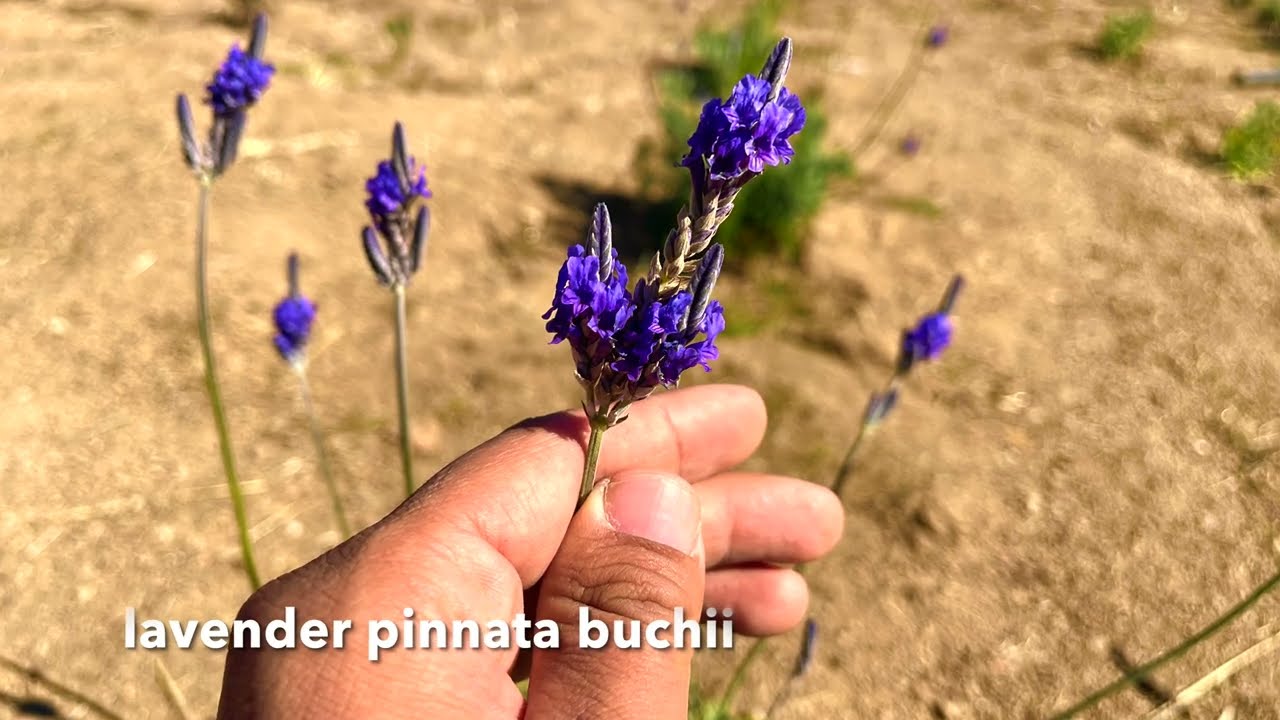 Egyptian Lavender (Fernleaf) in Full Bloom! Also called Lavender pinnata buchii