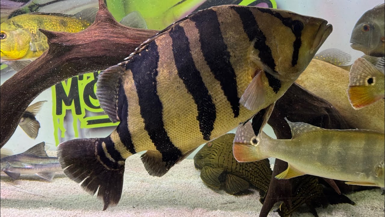 ME IMPRESSIONEI COM O TAMANHO DESSE PEIXE!!