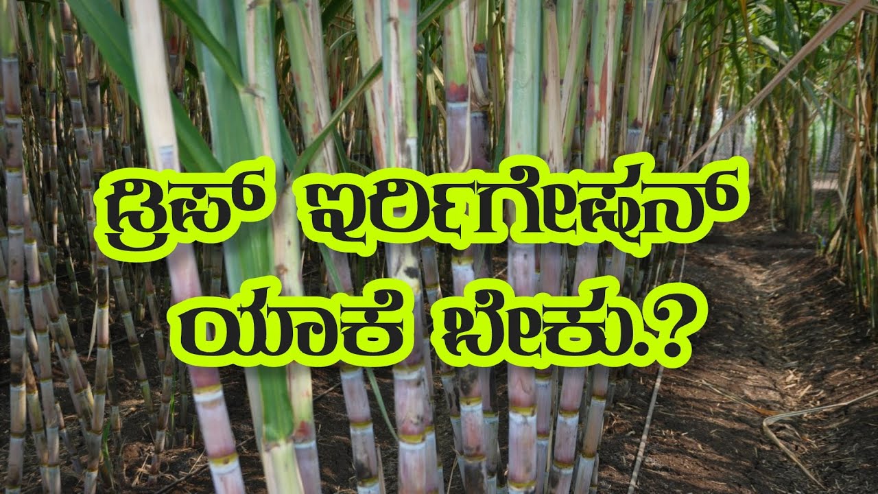 ಕಬ್ಬಿನ ಬೆಳೆಗೆ ಡ್ರಿಪ್ #ಹನಿನೀರಾವರಿ #DripirrigationSugercane