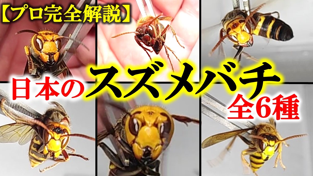 日本の大型スズメバチ全６種【プロガイドが解説】