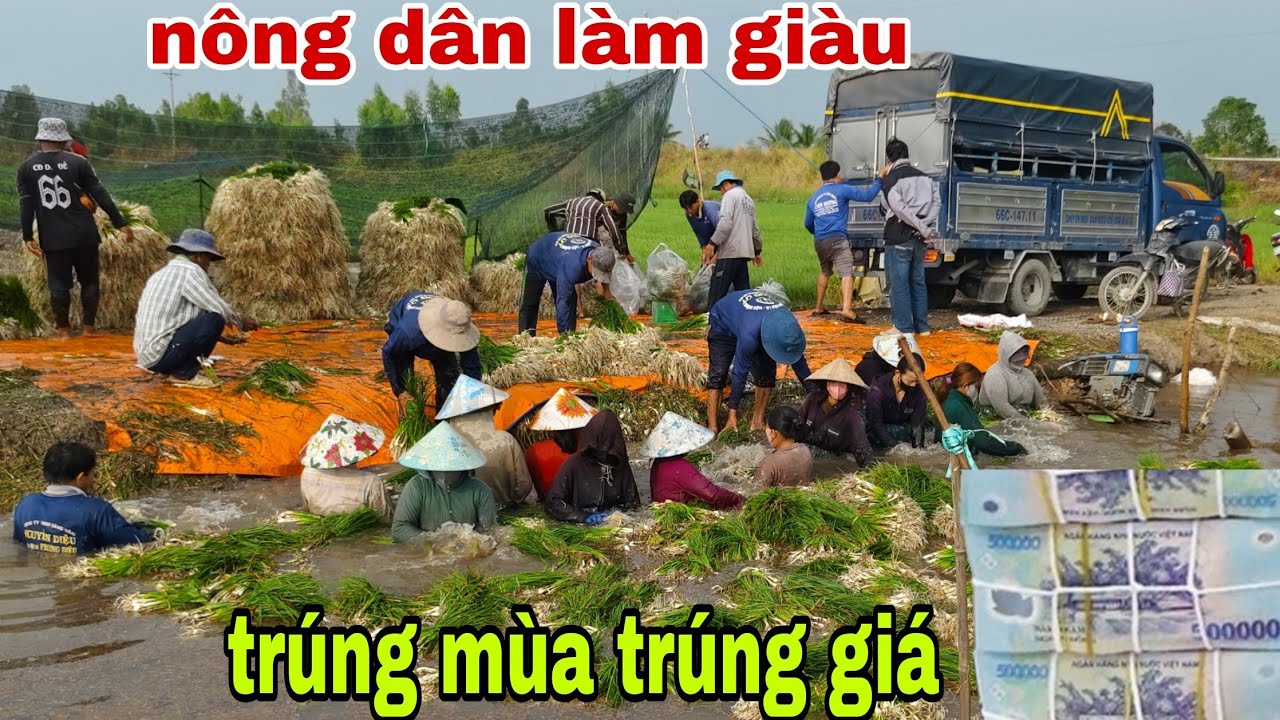 13 (1). Nông dân trúng mánh giá củ kiệu thu nhập tiền khổng lồ